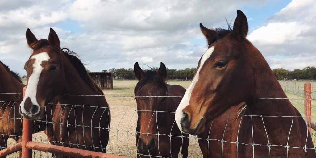 horses looking over a fence