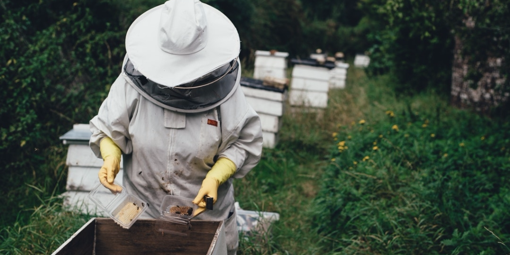 Bee keeper checking a hive