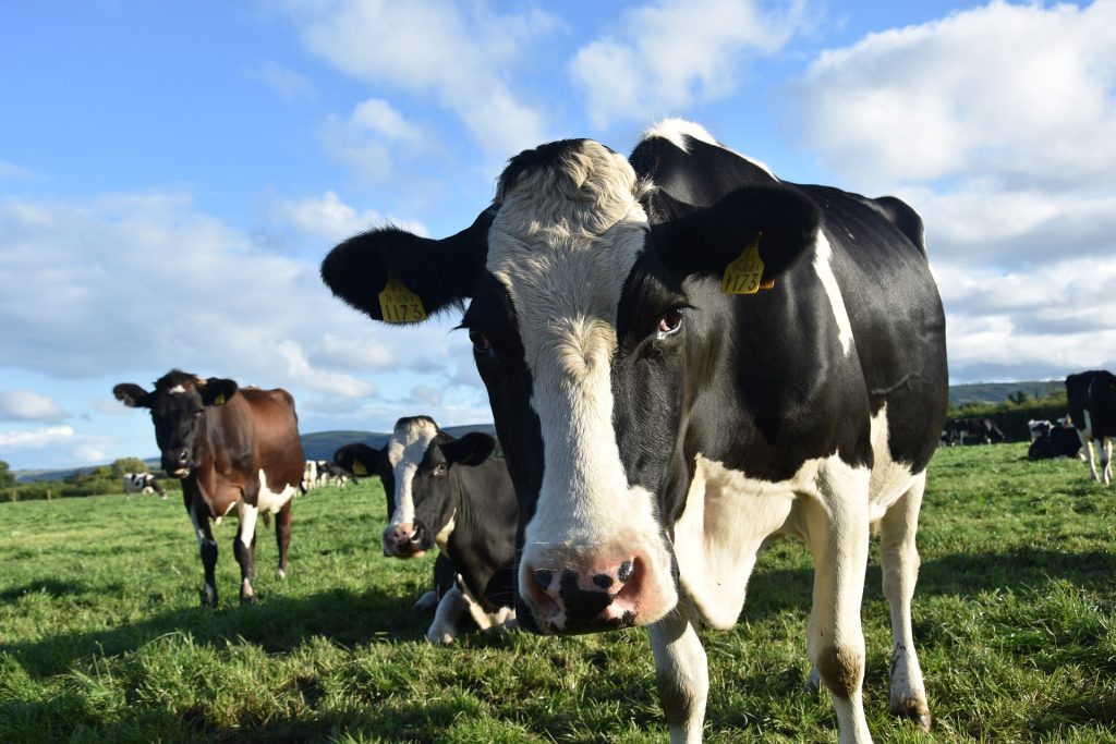 dairy cows on green pasture during a sunny day