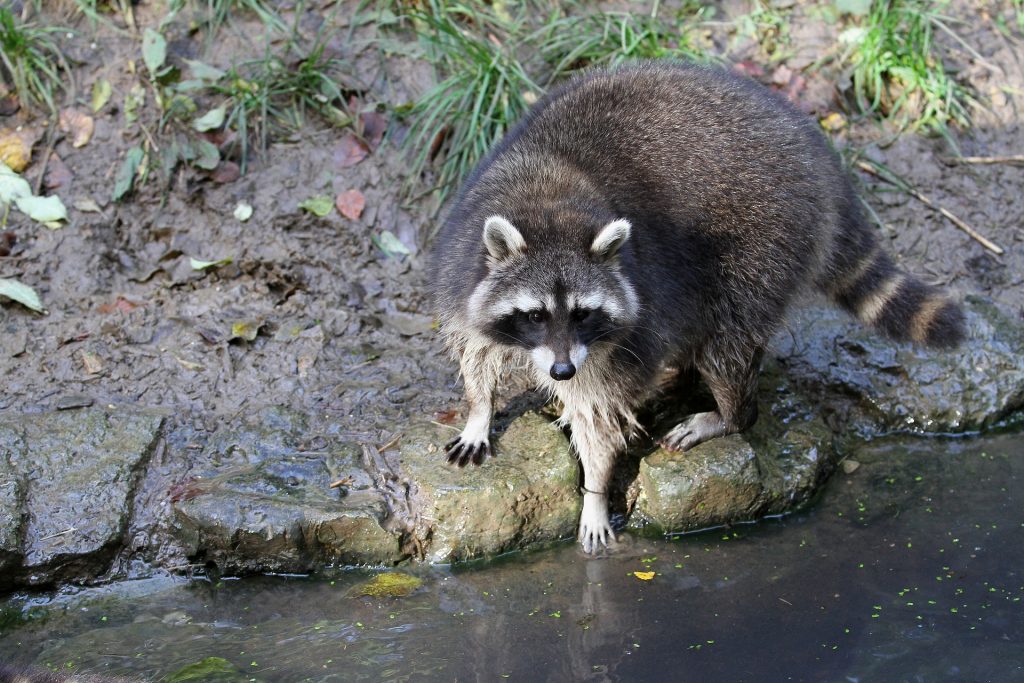 raccoon on a muddy bank of a river