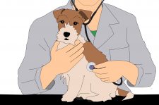 Drawing of a dog with a vet behind it, using a stethoscope on the dog's side