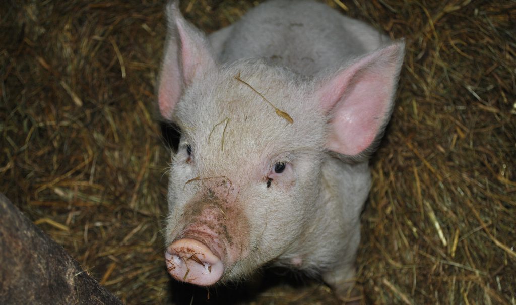 piglet in straw looking up at camera