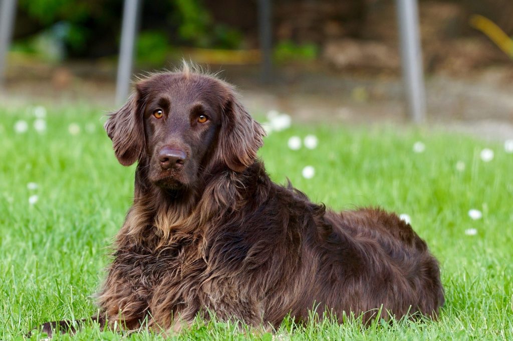 Brown dog lying in grass looking at camera