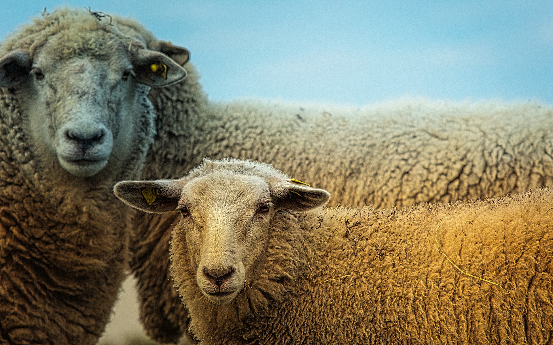 two sheep looking at camera