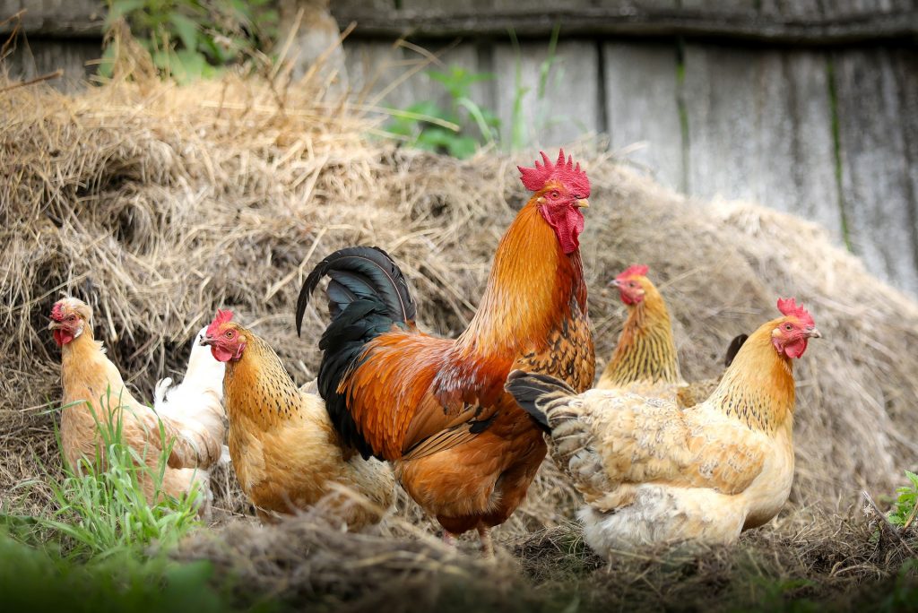 Chickens in yard