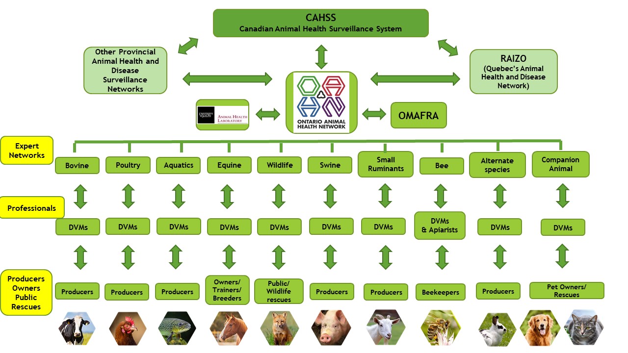 OAHN’s Links to Animal Health and Disease Surveillance Organizations (National and Provincial)