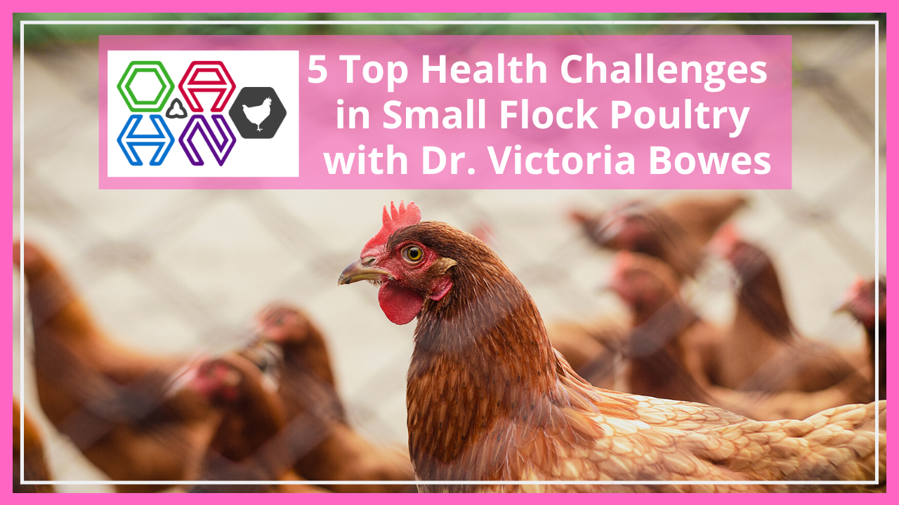 5 top health challenges in small flock poultry