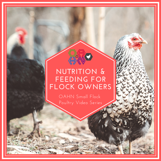 Nutrition and Feeding for Flock Owners