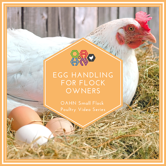 Egg Handling for Flock Owners