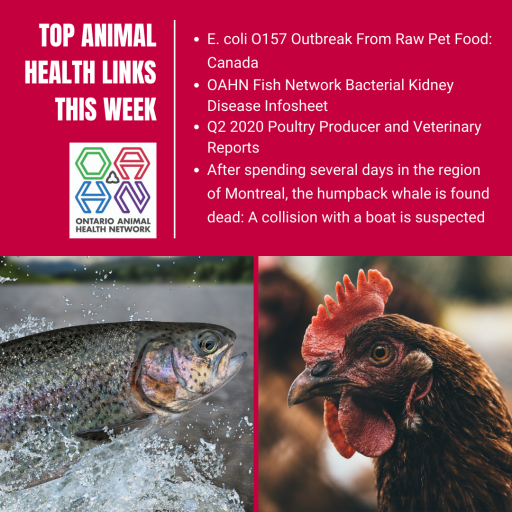 Top Animal Health Links (June 1521) Ontario Animal Health Network