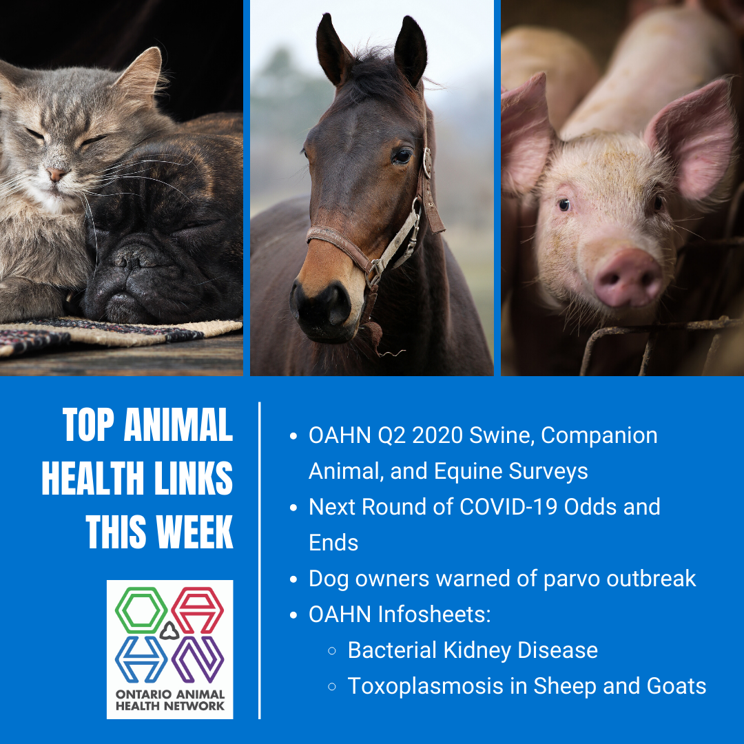 Top Animal Health Links (June 29- July 5) - Ontario Animal Health Network