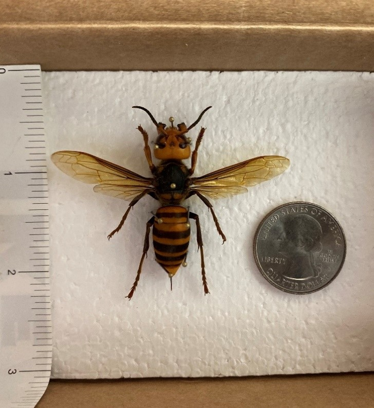 Giant hornet