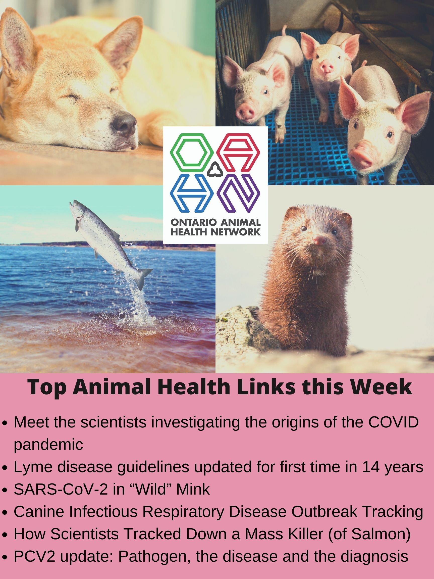 Top Animal Health Links (Dec 21- Jan 3) - Ontario Animal Health Network