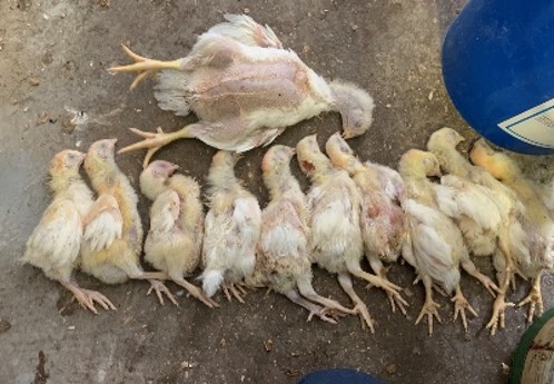 dead chickens from runting and stunting