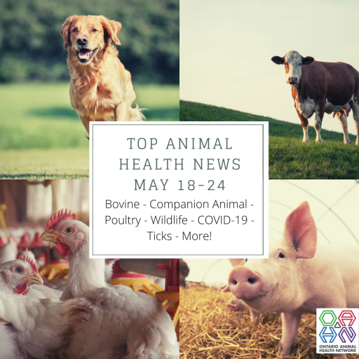 Top Animal Health Links (May 1723) Ontario Animal Health Network