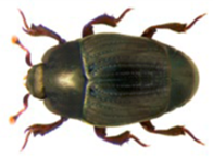Hister beetle