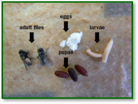 Life stages of flies