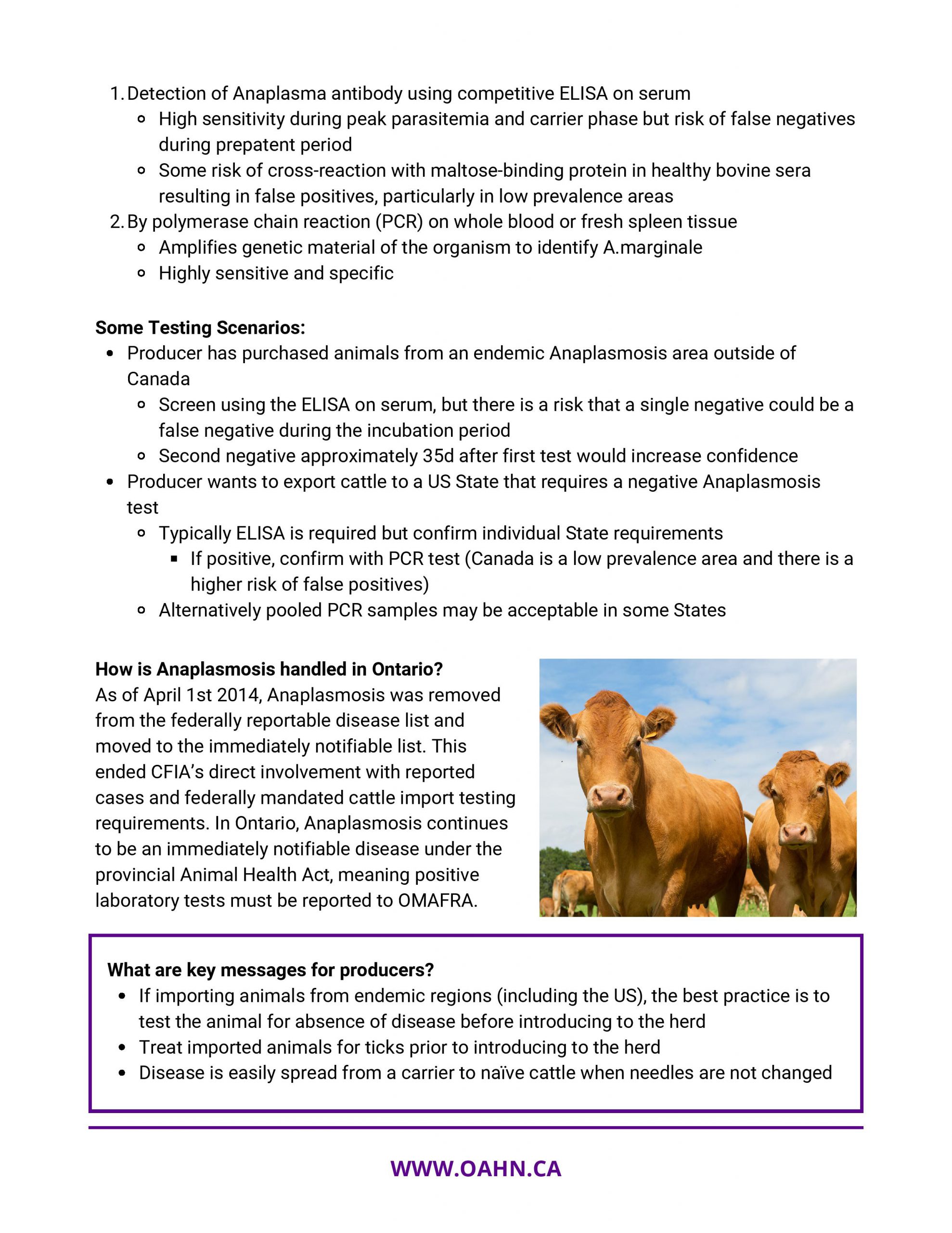 Fact Sheet: Bovine Anaplasmosis - Ontario Animal Health Network