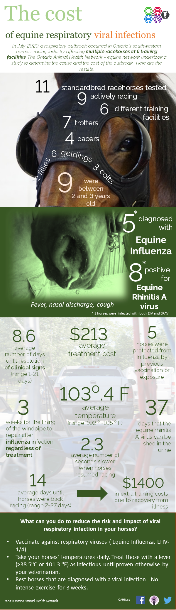 Infographic discussing the impacts of respiratory disease in harness racing in Ontario. All figures are from the PDF attached above.