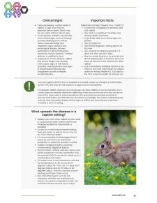 Image version of page from Rabbit hemorrhagic disease virus info sheet. also available in PDF on this page.