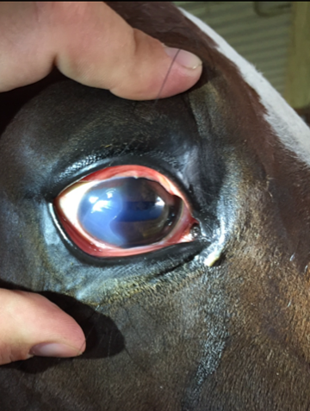 Close up of a horse's eye