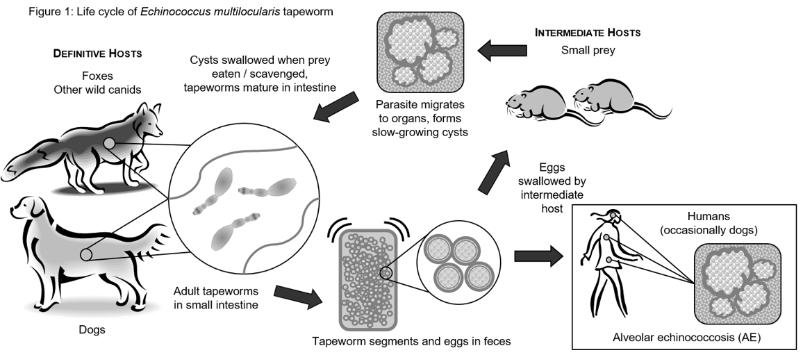 Veterinary Need2Know (N2K) Update Q4 2022 Ontario Animal Health Network