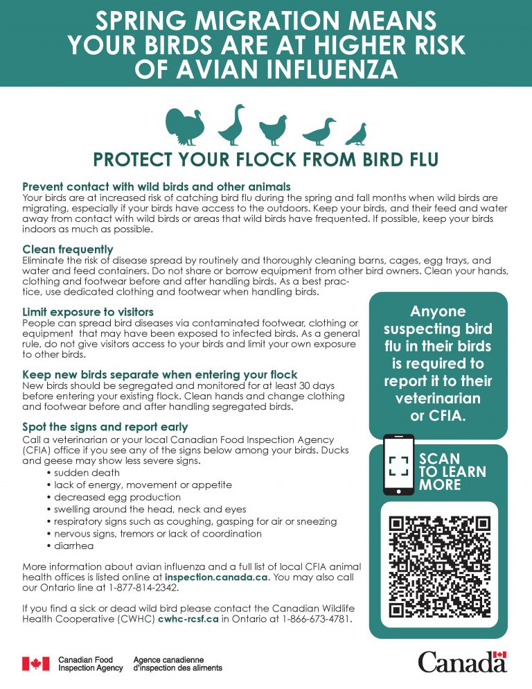 CFIA Infosheets Spring Migration Means Your Birds Are at Higher Risk