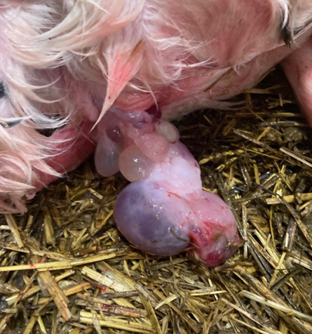 Figure 1: Vaginal hamartoma in a newborn Holstein calf. Photo courtesy of Dr. Niki Alsop. 